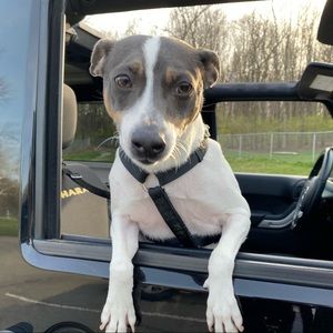 Meet your Posher, Allison